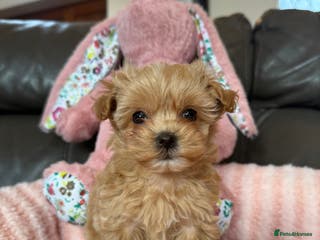 Maltipoo dogs 🧸 Incredible Teddy Bear TINY F1 Asian Maltipoo 🧸 - Advert 3