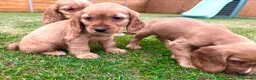 Cocker Spaniel dogs for sale: KC Registered Show Cockerspaniel Babies 🐾🐾🐾 - Advert 15