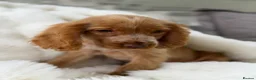 Cocker Spaniel dogs for sale: Show cocker spaniel boy puppies - Advert 7