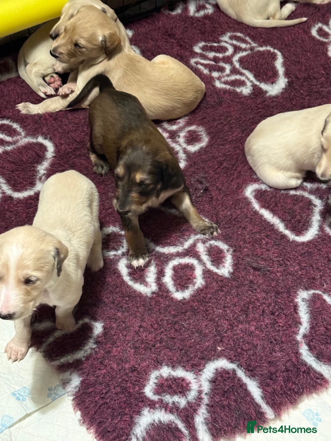 Saluki dogs for sale: Beautiful Saluki (new updated photos)  - Image 19