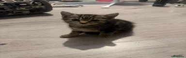 Miss tabby 