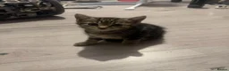 Domestic Shorthair cats for sale: Last female kitten ready to reserve  in Northampton - Advert 2