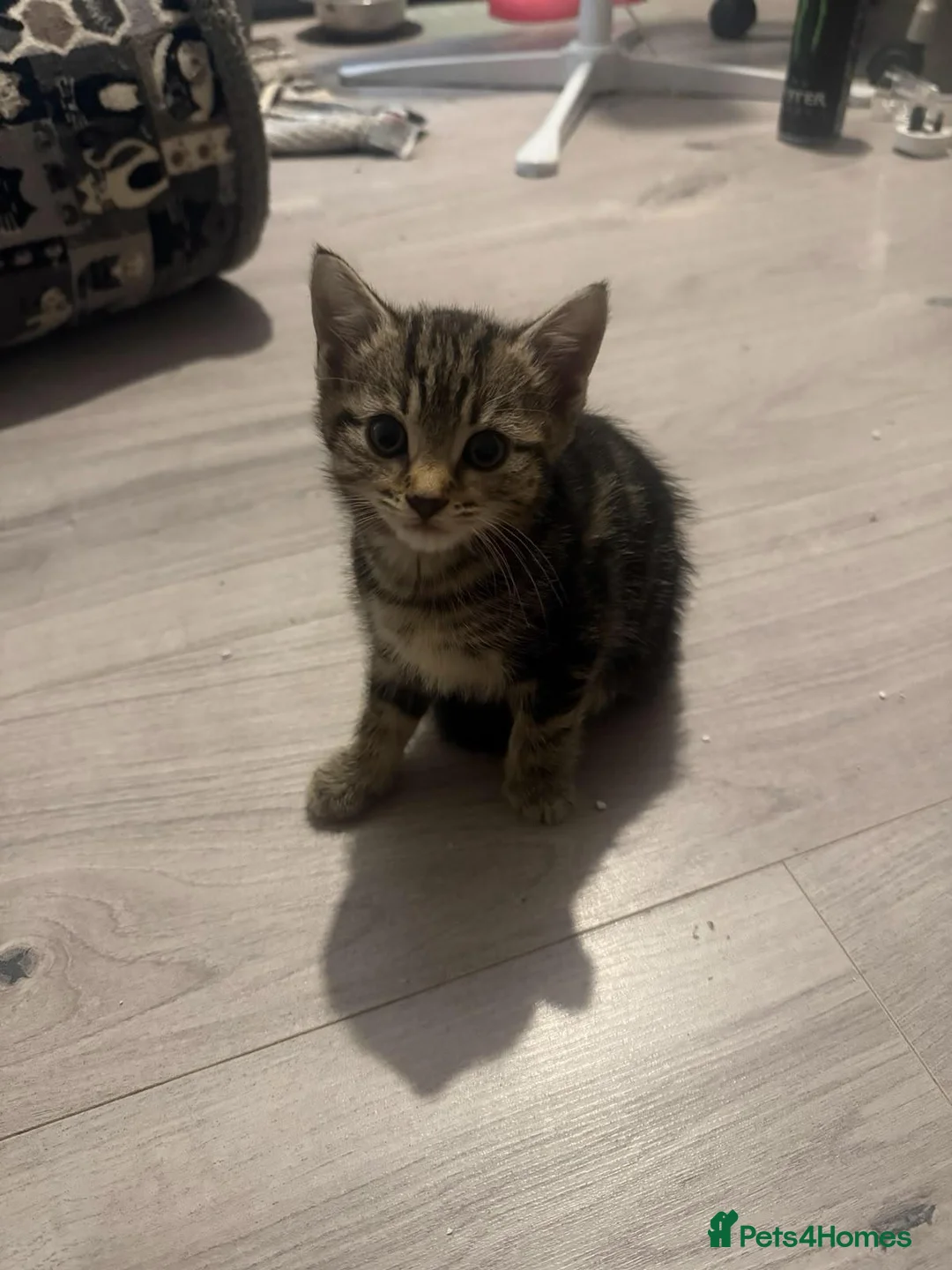 Domestic Shorthair cats for sale: Last female kitten ready to reserve  in Northampton - Advert 2