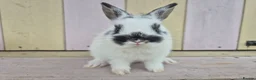 Netherland Dwarf rabbits for sale: 🩵PRETTIEST NETHERLAND DWARF COLOURED BABIES 🩷 - Advert 2