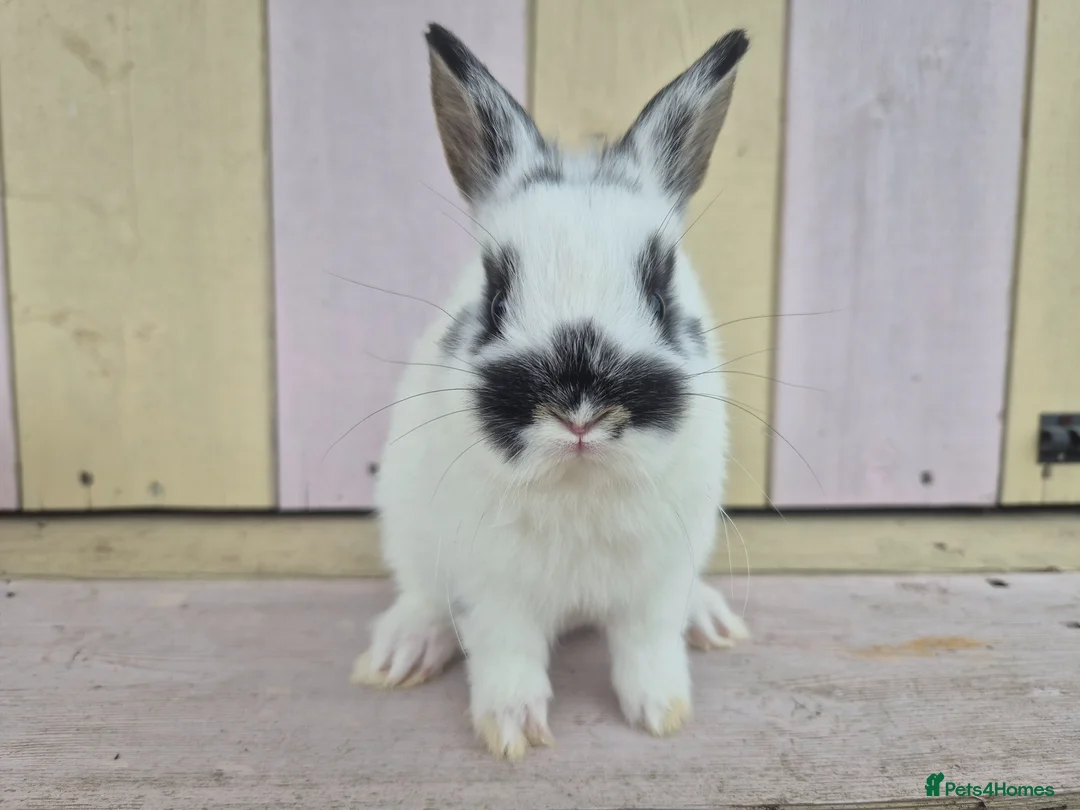 Netherland Dwarf rabbits for sale: 🩵PRETTIEST NETHERLAND DWARF COLOURED BABIES 🩷 - Advert 2