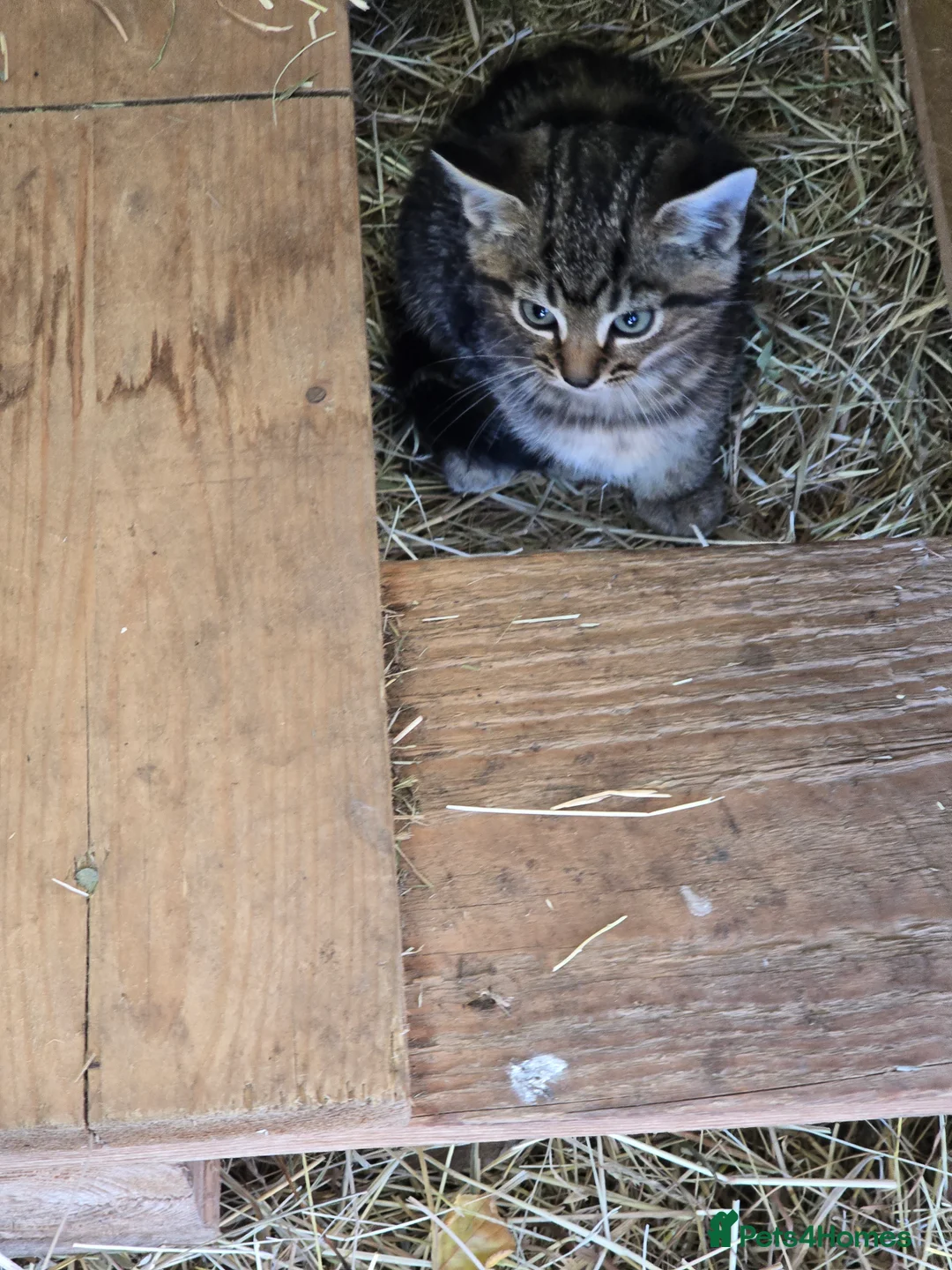 Mixed Breed cats for sale: Farm kittens - Advert 2