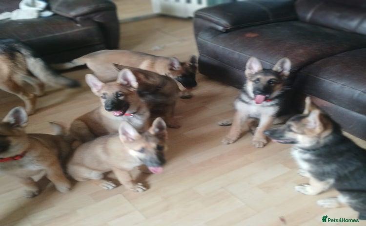 German Shepherd dogs - Advert 2