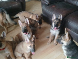 German Shepherd dogs - Advert 18