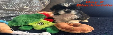 Shih Tzu 2