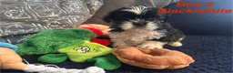 Shih Tzu dogs for sale: 6 beautiful shih tzu puppies for sale  - Advert 7
