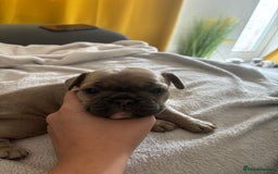 French Bulldog dogs for sale: Adorable French bulldog puppies for sale - Image 23