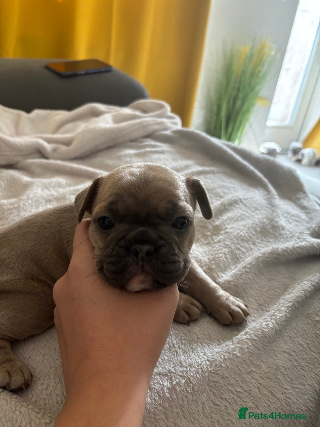 French Bulldog dogs for sale: Adorable French bulldog puppies for sale - Image 23