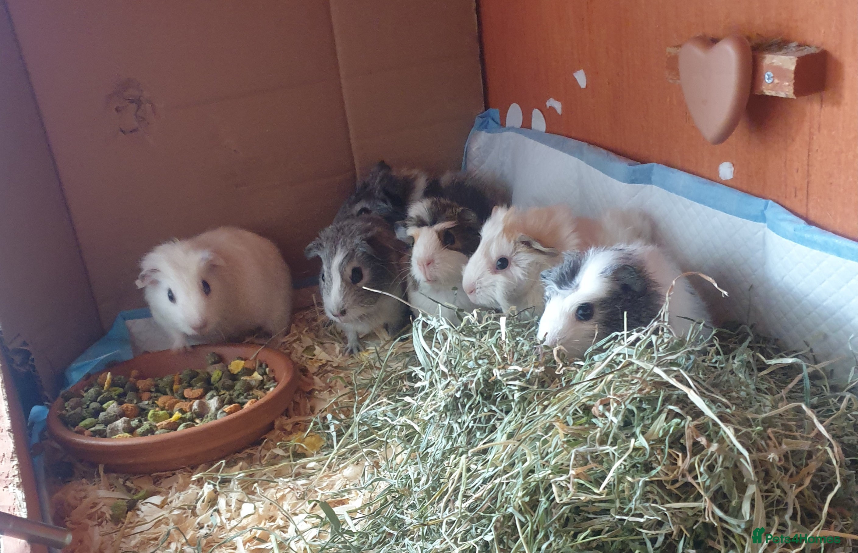 Guinea Pig rodents Baby Guinea pigs  - Advert 11