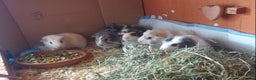 Guinea Pig rodents for sale: Baby Guinea pigs  - Advert 1