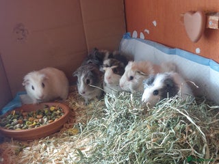 Guinea Pig rodents Baby Guinea pigs - Advert 1
