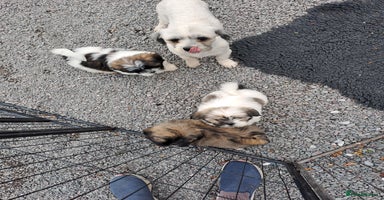 Lhasa Apso dogs - Advert 4