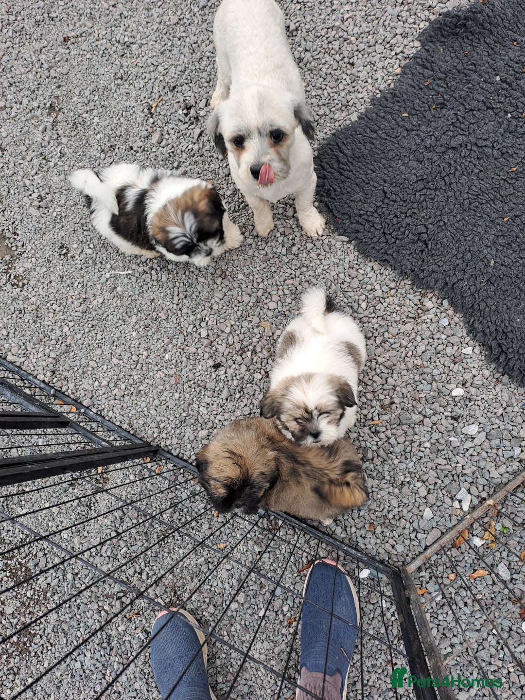 Lhasa Apso dogs for sale: Lhasa Apso Puppies  - Image 2