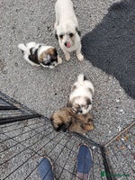 Lhasa Apso dogs - Advert 3