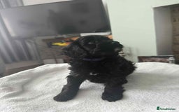 Cockapoo dogs for sale: 4 beautiful cockapoo puppies - Image 4
