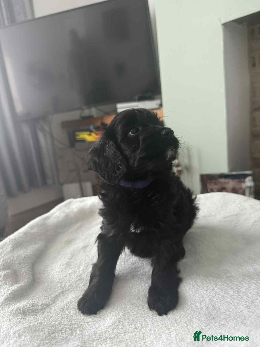 Cockapoo dogs for sale: 4 beautiful cockapoo puppies - Image 4