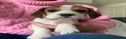 Beagle dogs for sale: KC Reg Pure Pedigree champ Beagle  - Advert 21