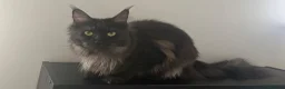 Maine Coon cats for sale: 2 year old Black Smoke Female mainecoon  - Advert 3