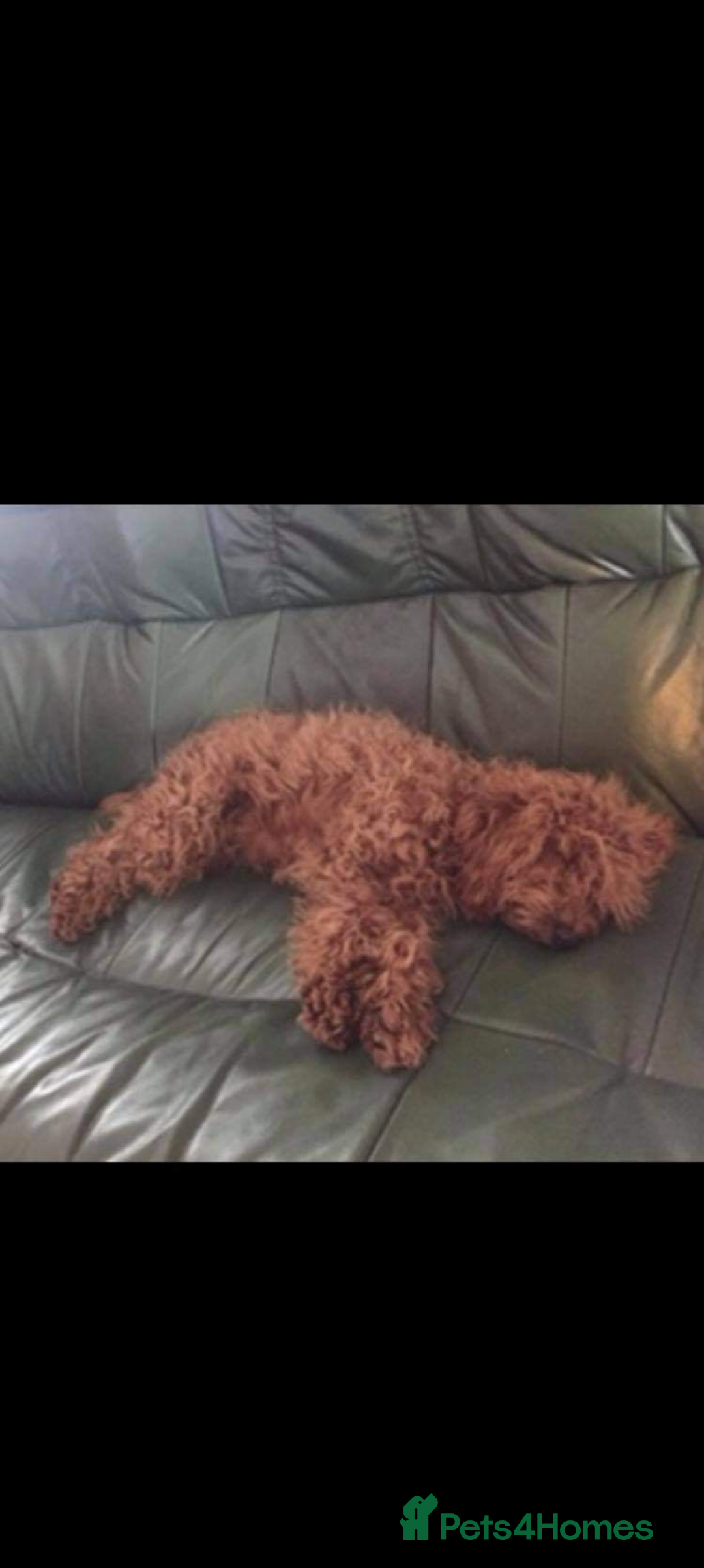 Cavapoo dogs for sale: 3 EXTENSIVELY HEALTH TESTED ADORABLE CAVAPOOS - Advert 8