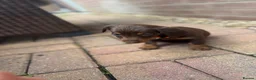 Dachshund dogs for sale: Dachshund  - Advert 3