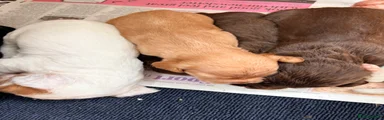 Cocker Spaniel 1