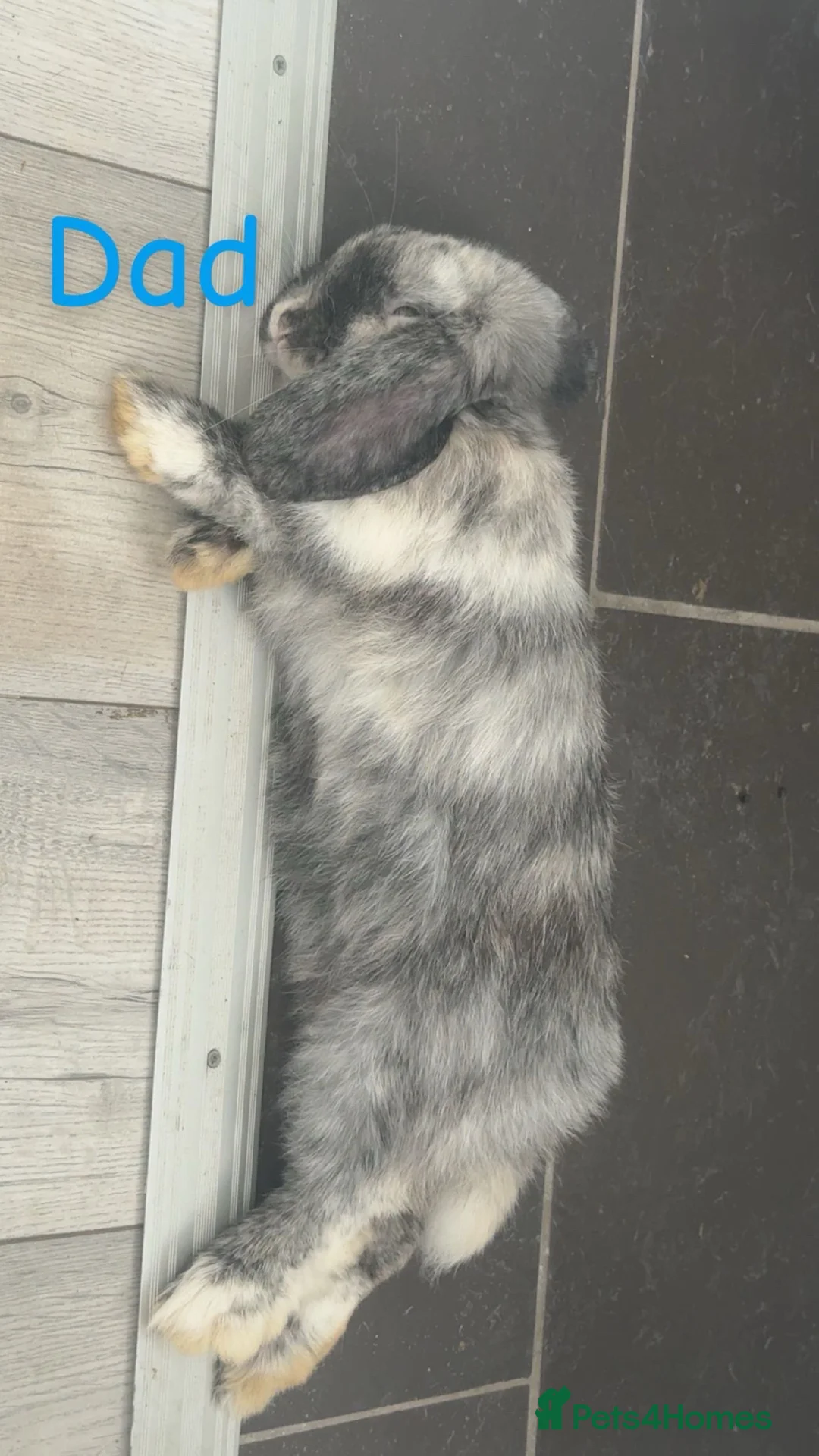 Mini Lop rabbits for sale: Pure bred mini lops🐇 in Bristol - Advert 17