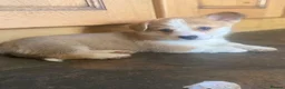 Welsh Corgi Pembroke dogs for sale: Gorgeous RKC reg corgi's DNA health tested parents - Advert 11