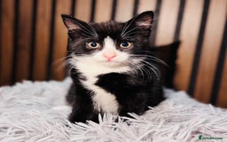 Mixed Breed cats for sale: 🎃 4 Pumpkin Gingers & 2 Phantom Kittens 👻 - Image 28