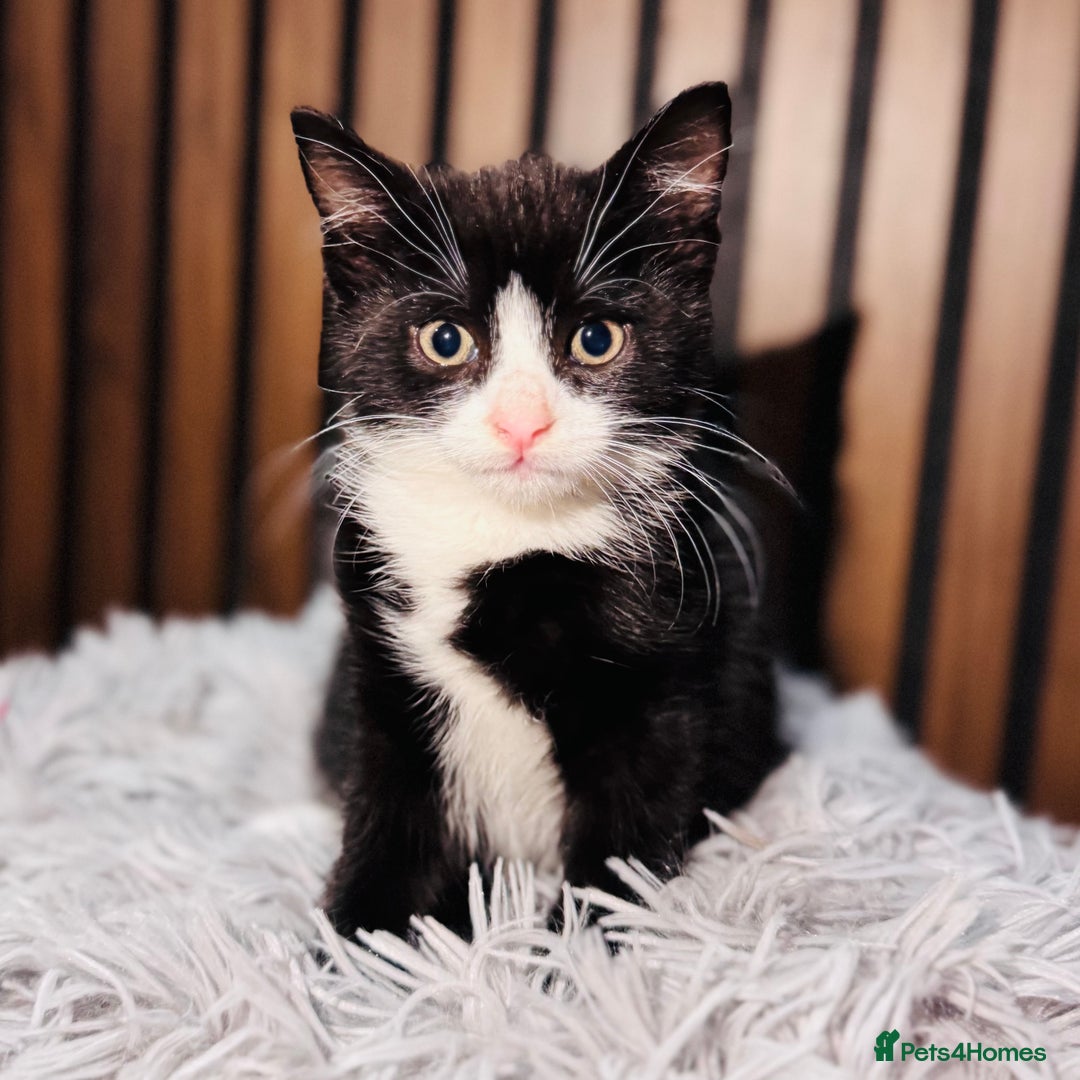 Mixed Breed cats for sale: 🎃 4 Pumpkin Gingers & 2 Phantom Kittens 👻 - Image 28