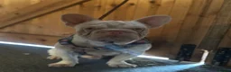 French Bulldog dogs for stud: Male pink  **  French bulldog - Advert 9