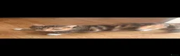 Mixed Breed cats for sale: Beautiful kittens with very unusual markings  - Advert 8