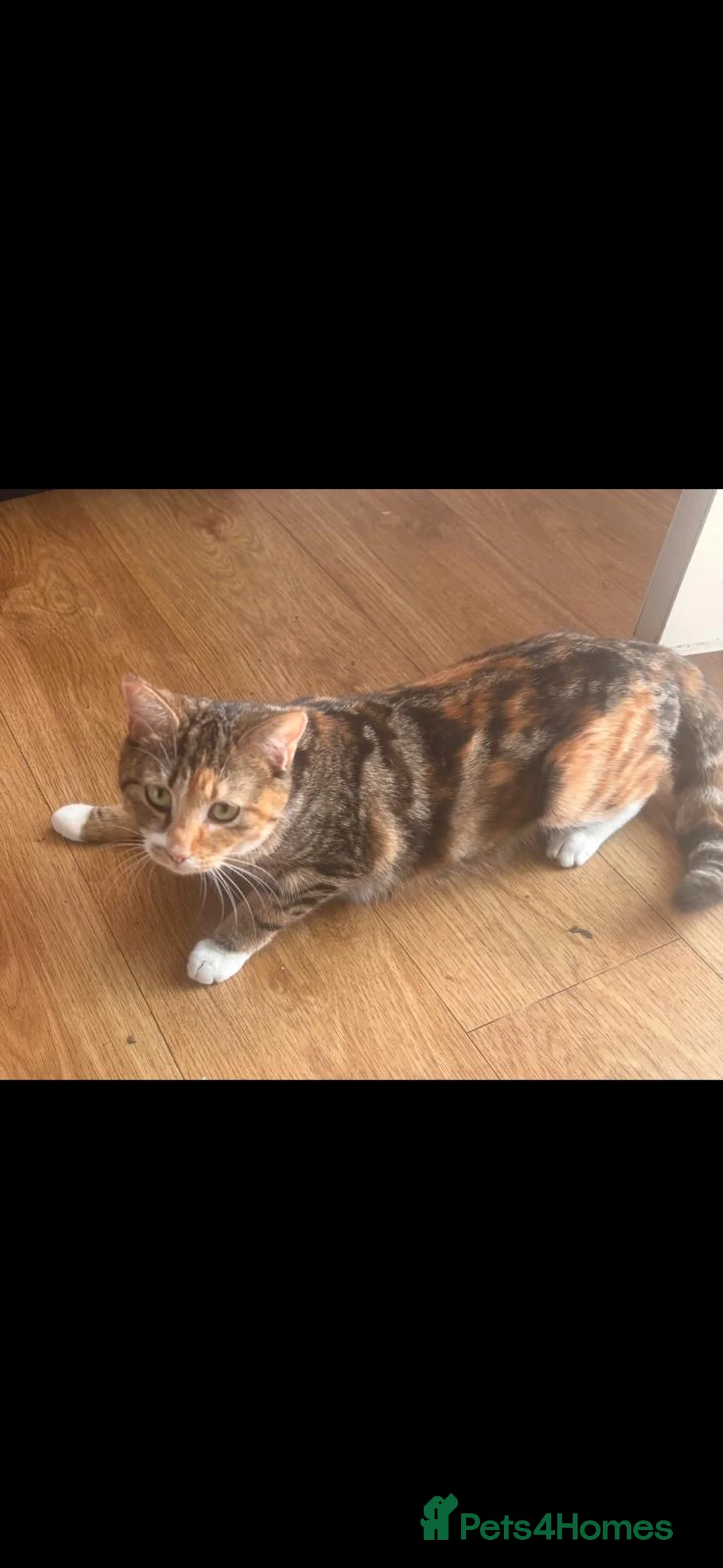 Mixed Breed cats for sale: Beautiful kittens with very unusual markings  - Advert 8