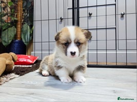 Welsh Corgi Pembroke dogs Stunning KC Registered Babies Available. - Advert 2