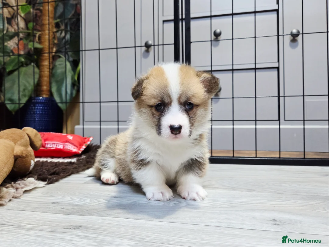 Welsh Corgi Pembroke dogs for sale: Stunning KC Registered Girl Dove Available.  - Advert 14