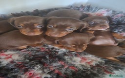Miniature Dachshund dogs for sale: Minature smooth haired Dachshunds - Image 13