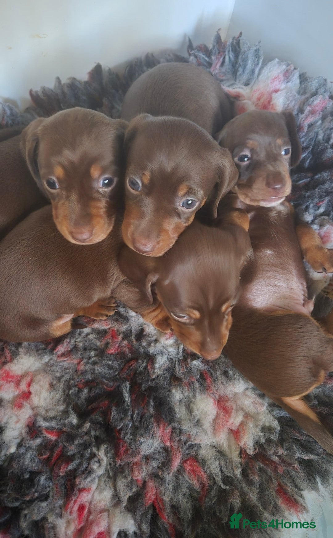 Miniature Dachshund dogs for sale: Minature smooth haired Dachshunds - Image 13