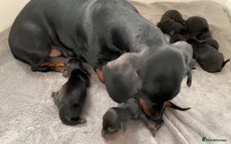Dachshund dogs for sale: Miniature Dachshund 12 Weeks Girl - Image 4
