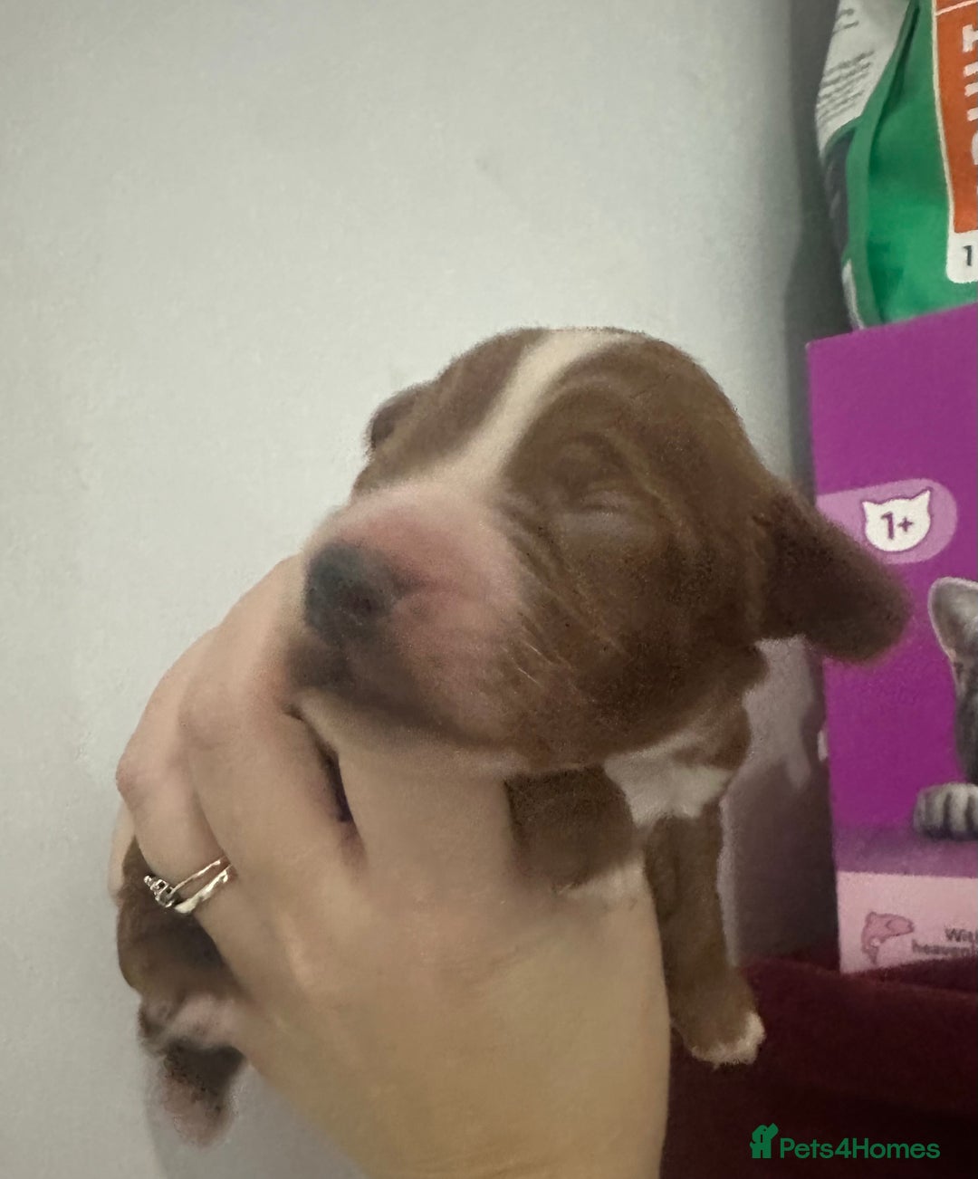 Cockapoo dogs for sale: Kc dna health clear parents champion bloodline  - Advert 6