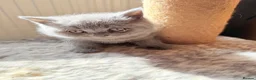 British Shorthair cats for sale: Pure-breed British Shorthair Kittens - Advert 4
