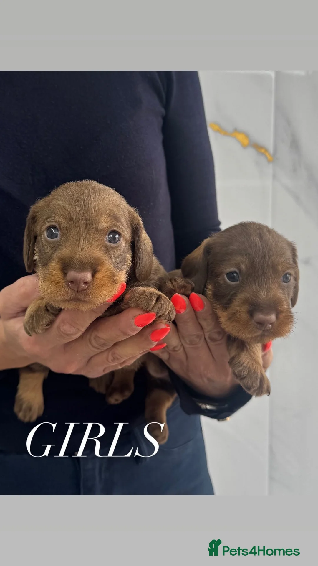 Dachshund dogs for sale: wirehaired dachshund teckels in Hartlepool - Advert 1