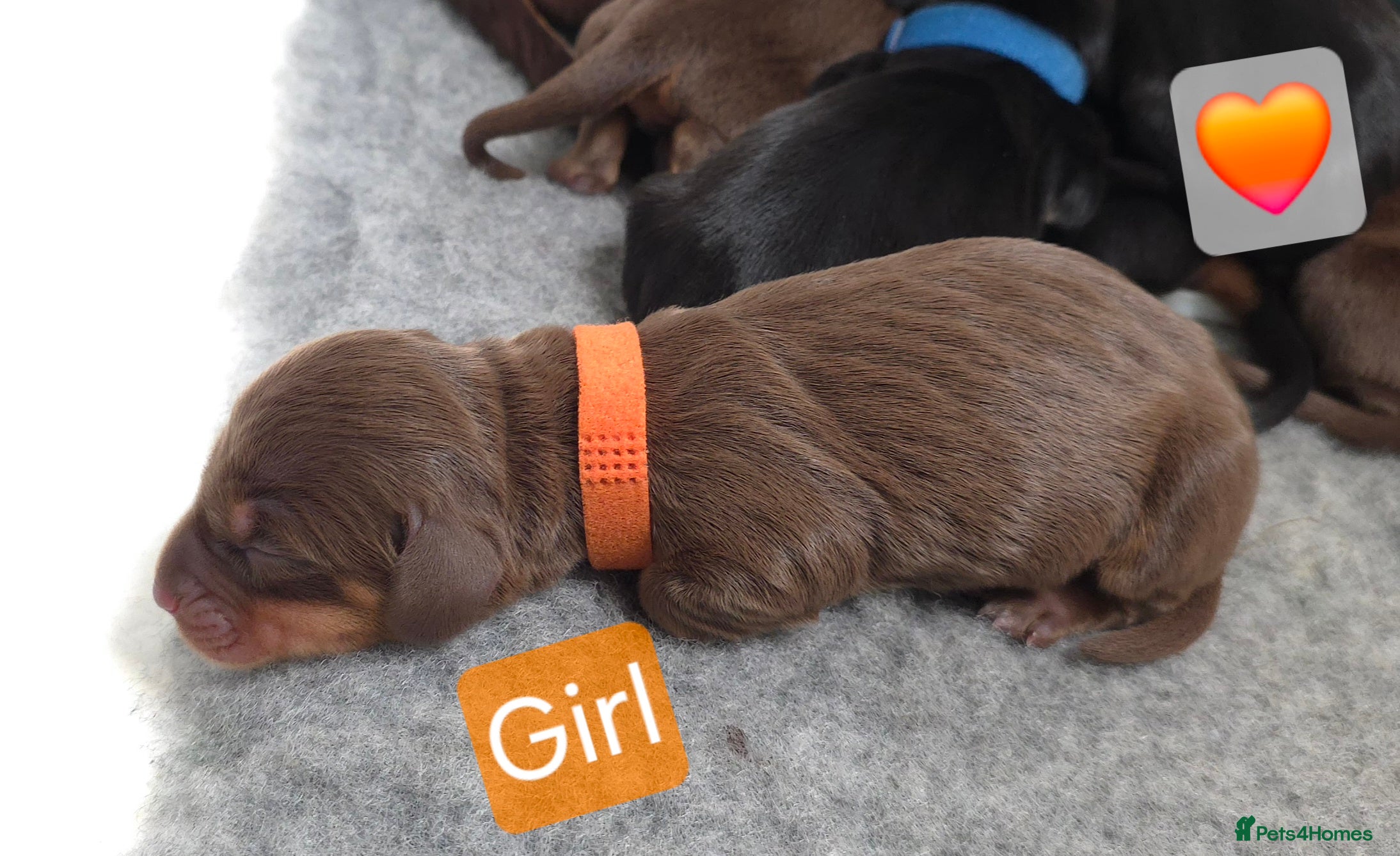 Miniature Dachshund dogs Miniature Dachshund Puppies - Advert 2