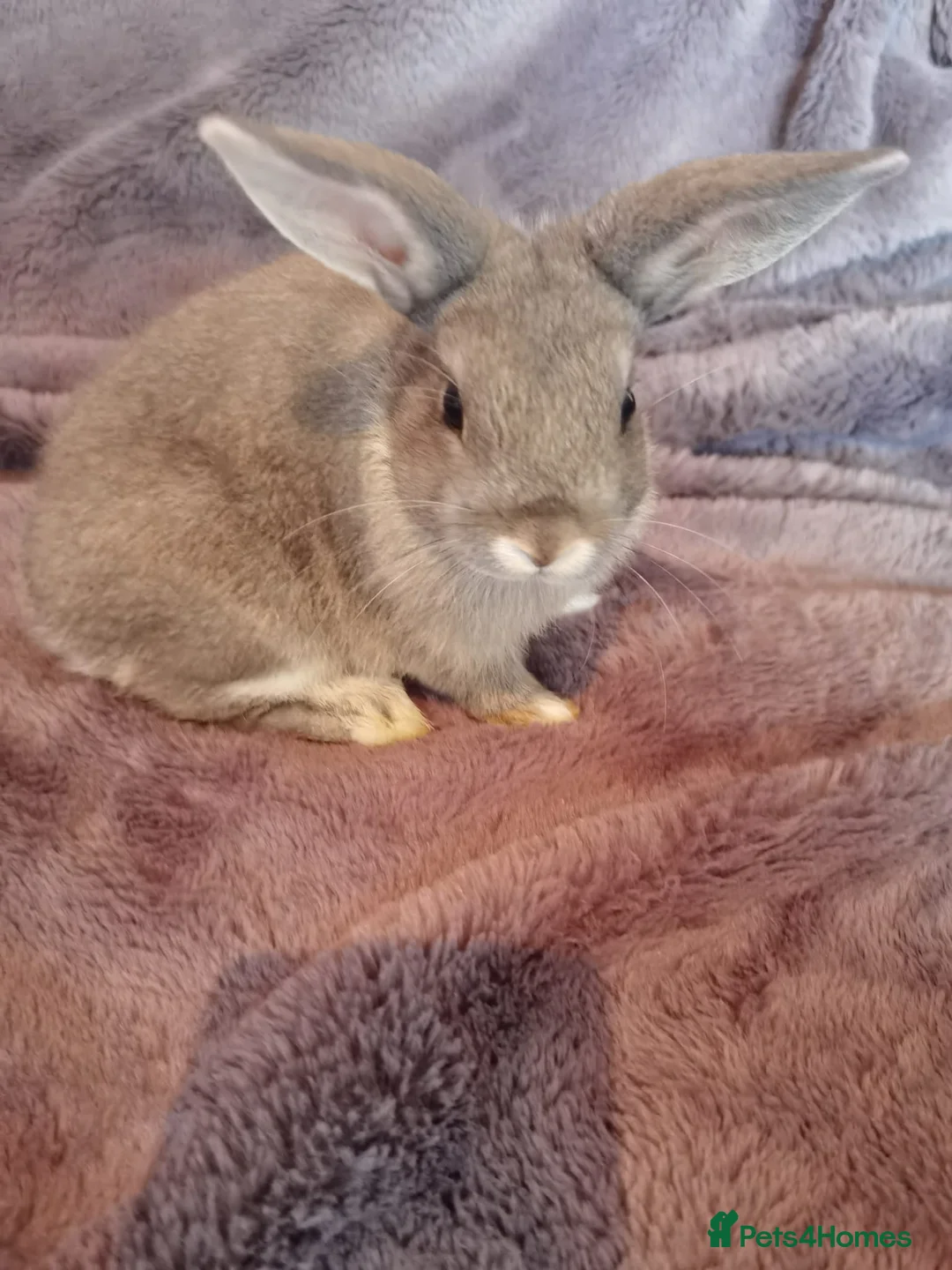Mini Lop rabbits for sale: Stunning mixed sex mini lop rabbits  in Leamington Spa - Advert 6