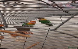 Lovebirds birds for sale: Birds - Image 2