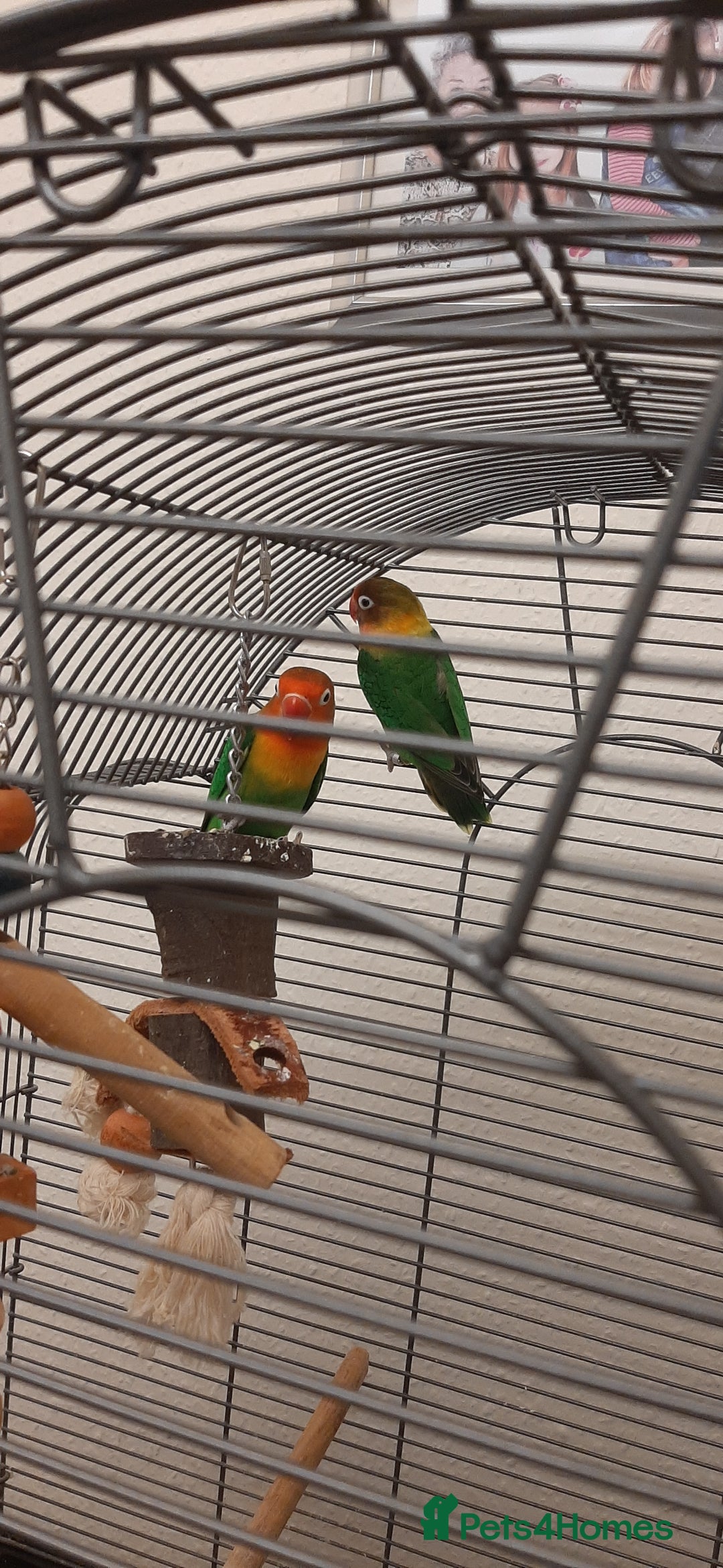 Lovebirds birds for sale: Birds - Image 2