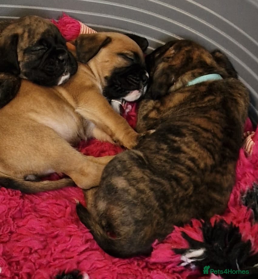 Boxer dogs GORGEOUS KC PUPPIES  - Advert 10