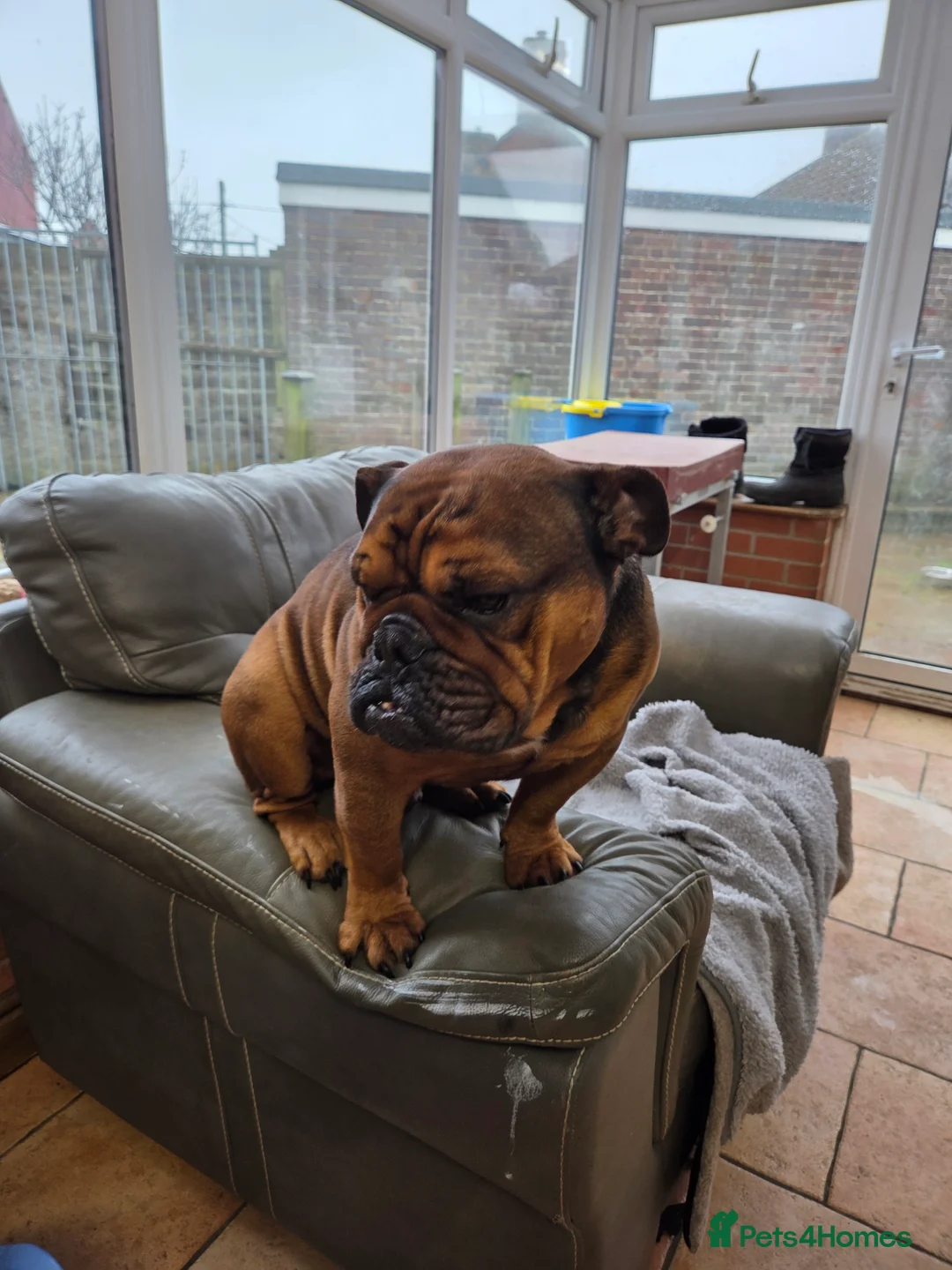 English Bulldog dogs for sale: English bulldog - Advert 13